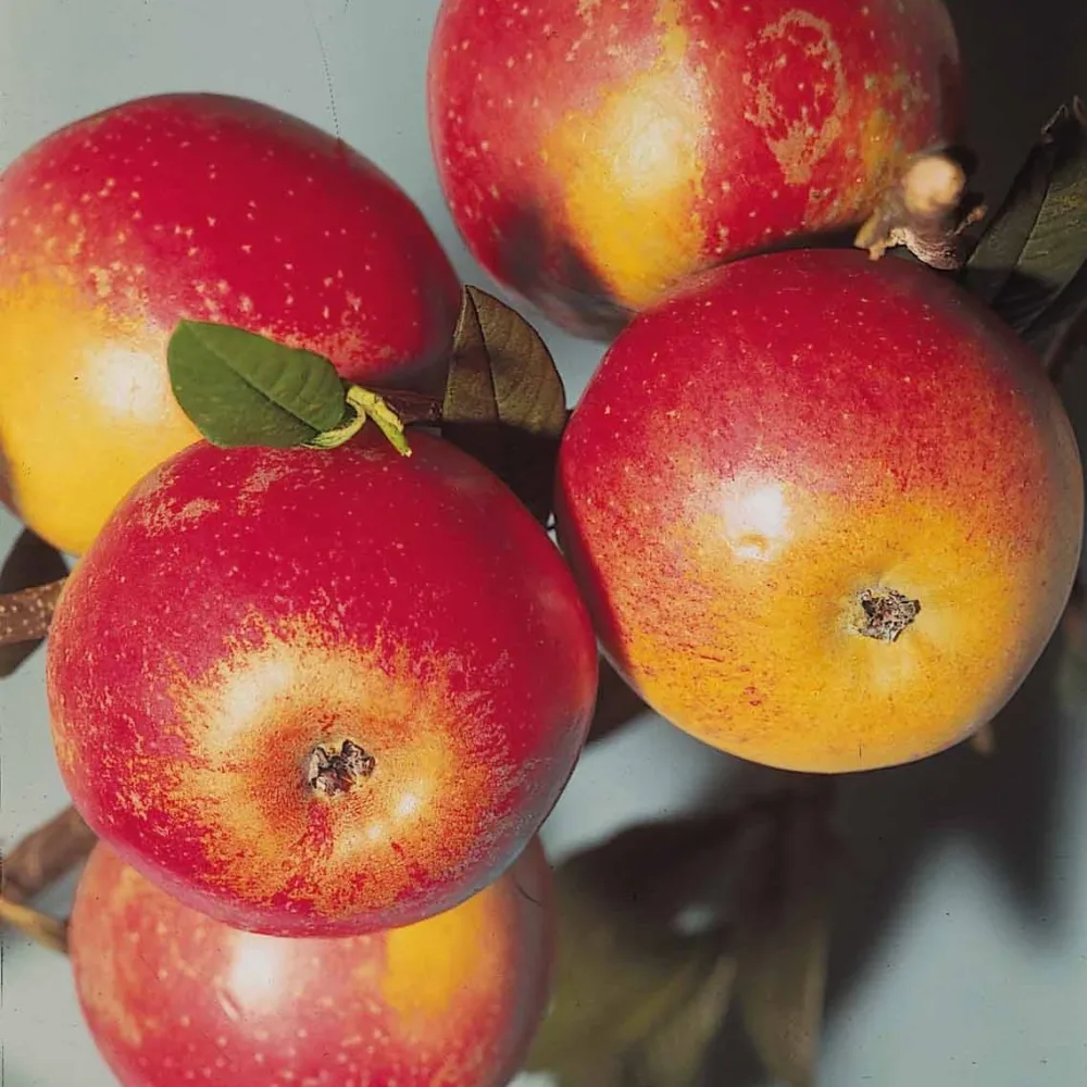 Pommier Cox's orange en palmette Malus communis cox's orange