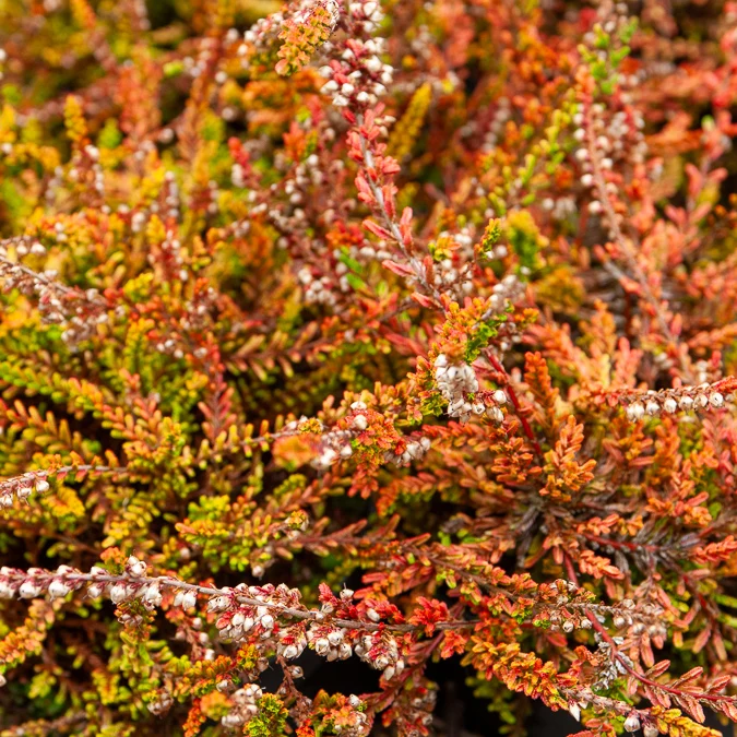 Bruyère d'été Wickwar Flame Calluna vulgaris Wickwar Flame