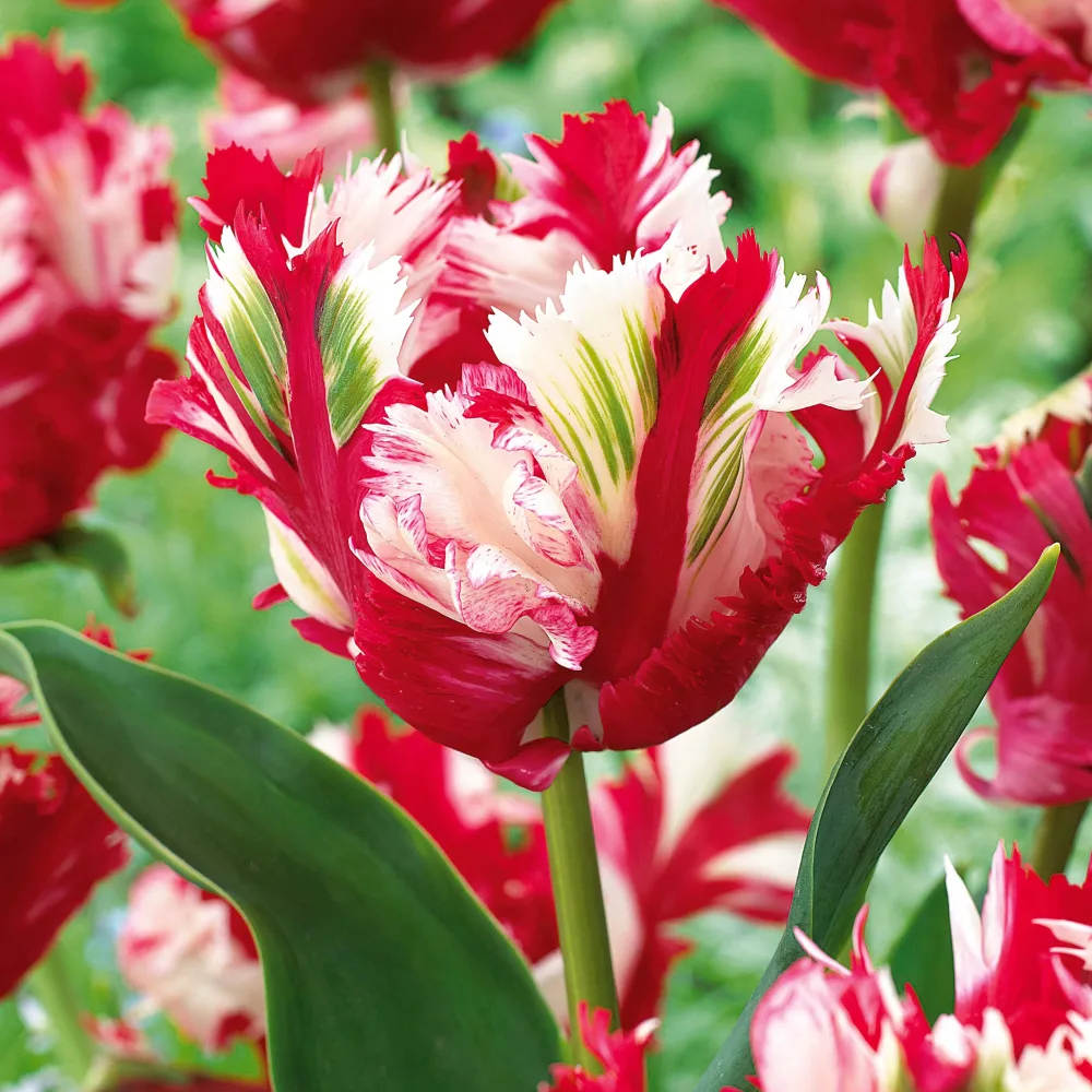 10 Tulipes perroquet Estella Rijnveld Tulipa estella rijnveld