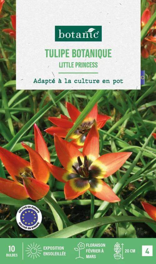 Tulipe species little princess botanic® - 10 bulbes