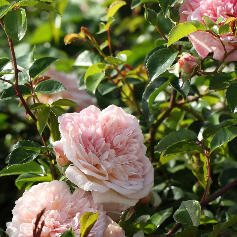 Rosier grimpant Gloire de Dijon Rosa grimpant gloire de dijon