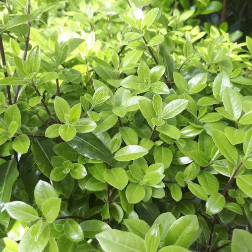Pittosporum Tenuifolium Golf Ball en pot de 7,5 L