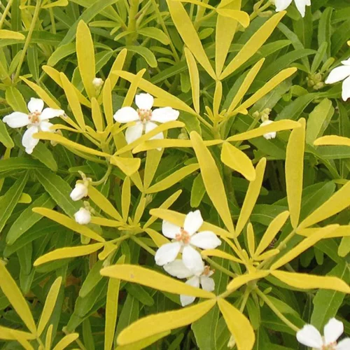 Choisya Arizonica Aztec Gold – Pot de 2L