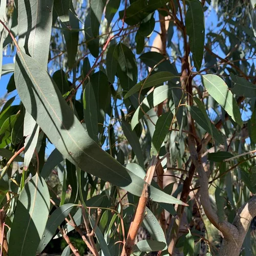 Eucalyptus 125/150. Le pot de 10 litres