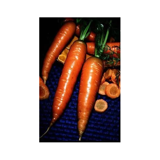 Bio zaden van Wortel rood hart 2 uit Colmar