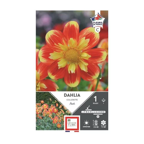 Dahlia collerette Pooh rouge/jaune Ernest Turc - 1 bulbe