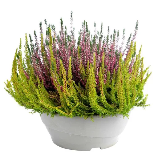 Bruyère callune ou Calluna (Erica) couronne à fleurs multicolores - La coupe Ø 23 cm