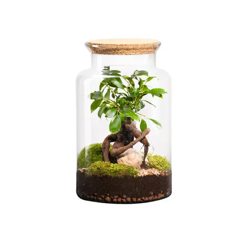 Terrarium autonome botanic® Jungle Classic Ginseng - Taille M Ø 24 cm H 30 cm