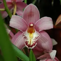 Orchidée Cymbidium 2 branches rose. Le pot de Ø 12 x H 65 cm