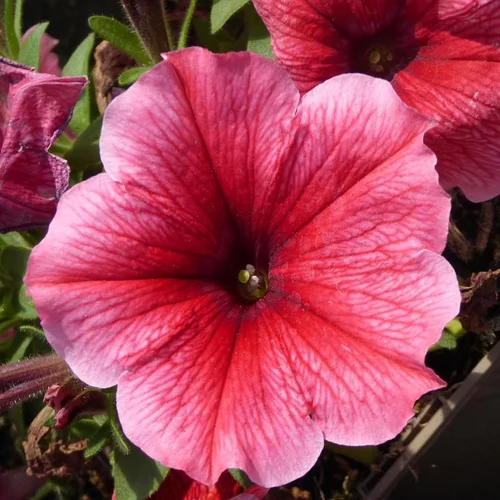 Petunia retombant - Le pot de 25 litres