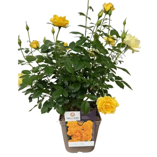 Rosier jaune Off Load®. Le pot de 5 litres