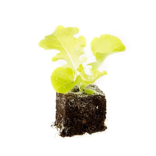 Salade A Couper Feuille De Chene Verte Kisheri Bio. La motte de 4x4 cm