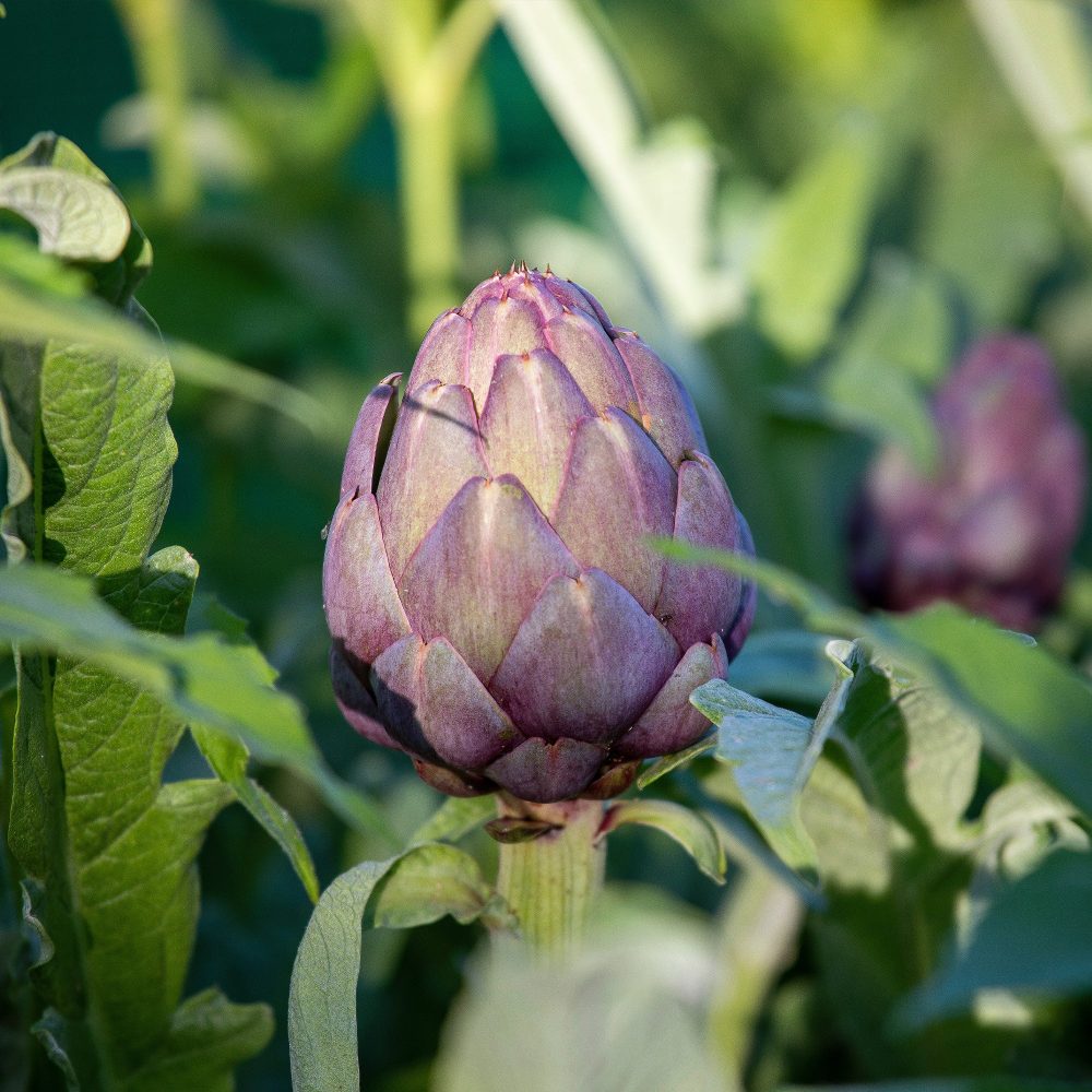 Artichaut Violet de Provence Cynara cardunculus scolymus Violet de Provence