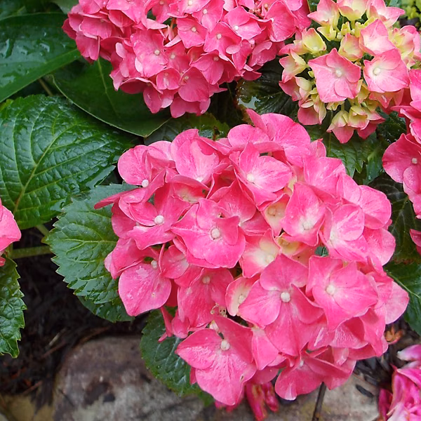 2 x Hortensia 'Glowing Embers' – Hydrangea macrophylla 'Glowing Embers' | 25 | 30 cm pot