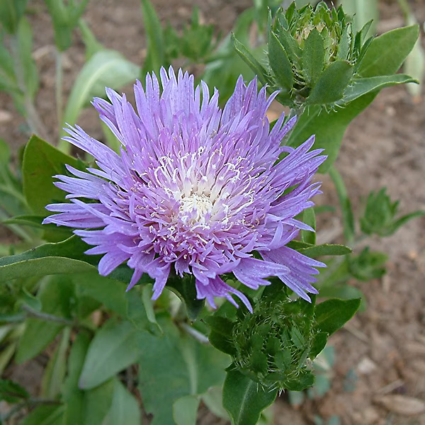 6 x Stokesia laevis – godet 9cm x 9cm