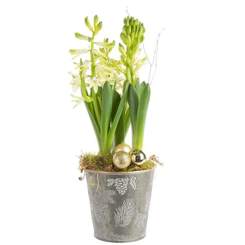 Composition de Noël 3 jacinthes multicolore pot en zin décor houx