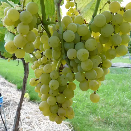 Vigne Muscat Blanc Bristaler Bio. Le pot de 5 litres