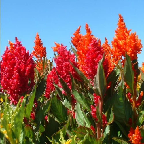 Célosie (Celosia) à fleurs multicolores - La barquette de 6 plants