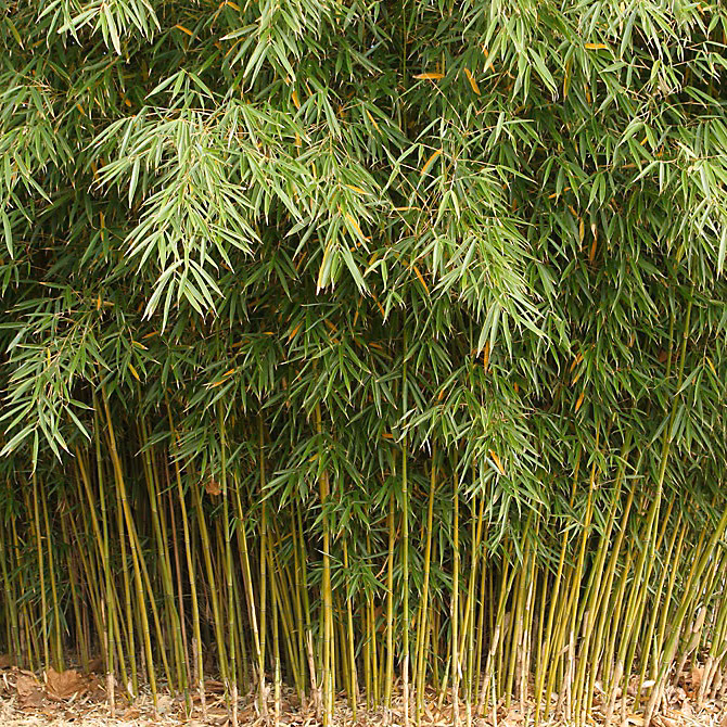2 x Fargésia – Bambou parapluie 'Formidable', Fargesia robusta 'Formidable', 40-50 cm pot