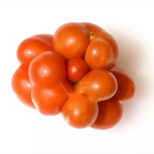 Tomate Voyage | Semences bio et reproductibles