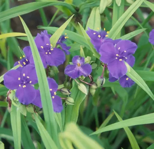 Tradescantia. La suspension de Ø 12 x H 25 cm
