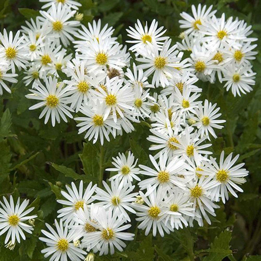 Aster d'automne blancs Aster ageratoides Ashvi