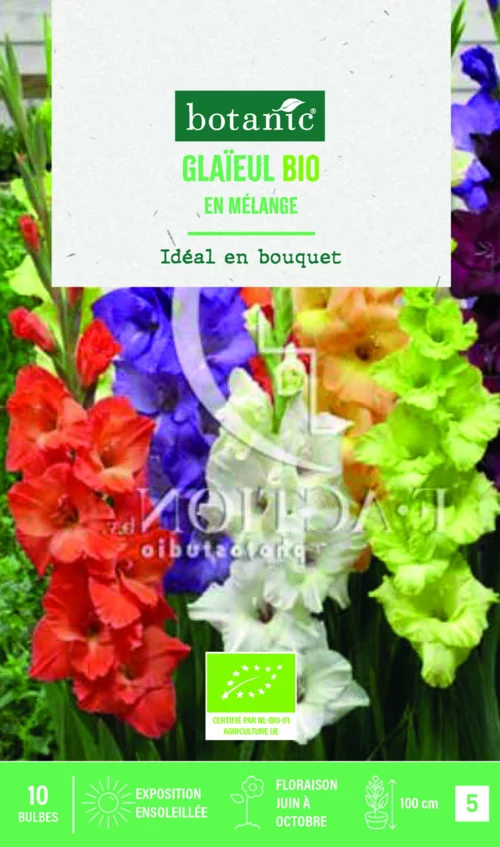 Bulbes de fleurs Glaïeul grandes fleurs en mélange bio botanic® - 10 bulbes