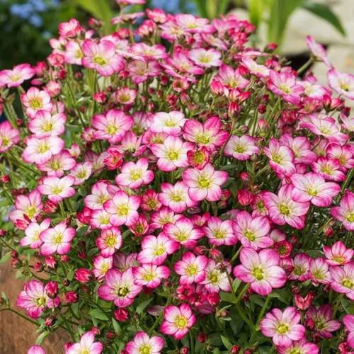 Saxifrage-Mousse ALPINO EARLY PICOTEE - Le pot de 2 litres