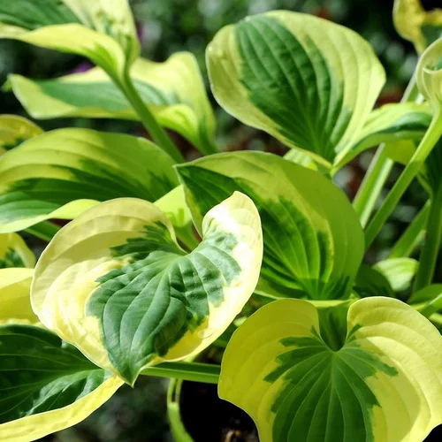 Hosta brim cup verte en pot de 2 L