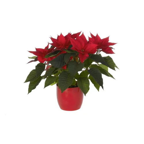 Poinsettia ou Etoile de Noël rouge avec son cache pot Ø 13 cm
