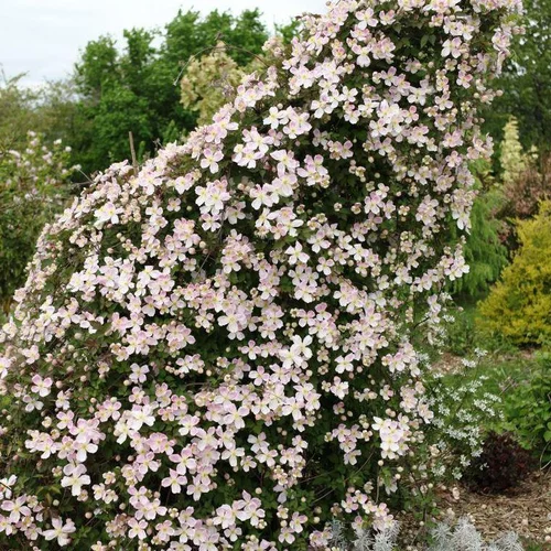 CLEMATITE MONTANA GIANT STAR ®. Le pot de 4 litres