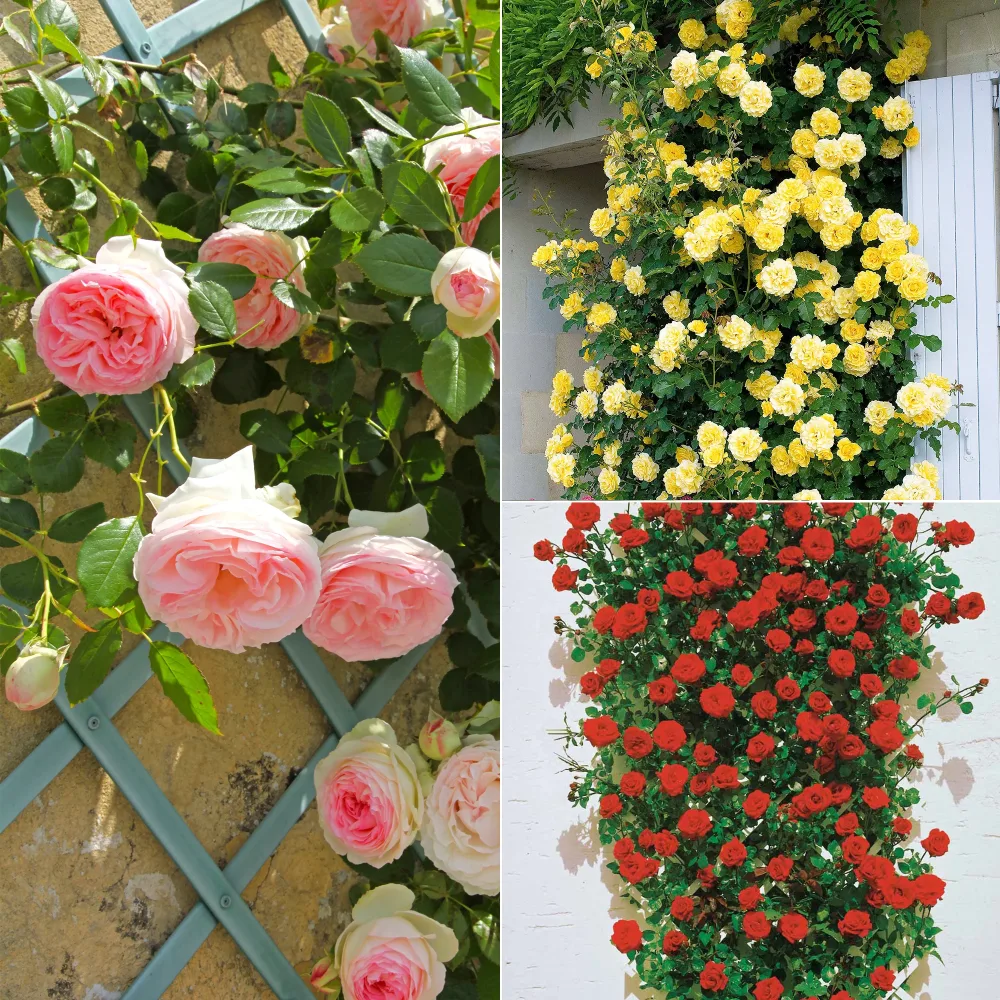 Collection de 3 Rosiers grimpants : Ronsard, Golden Gate, Santana Rosa 'golden gate', 'santana', 'ronsard'