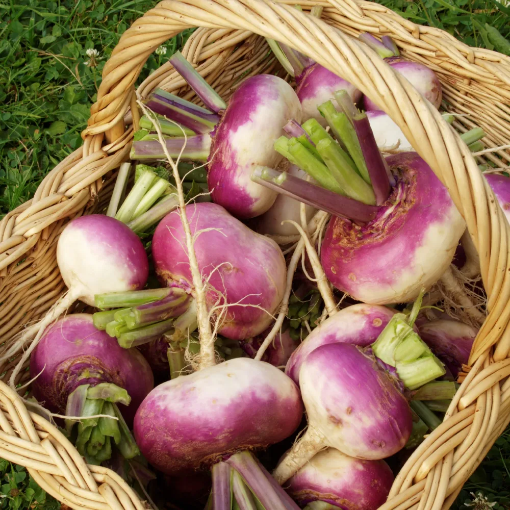 Navet D'Auvergne Tardive Brassica rapa