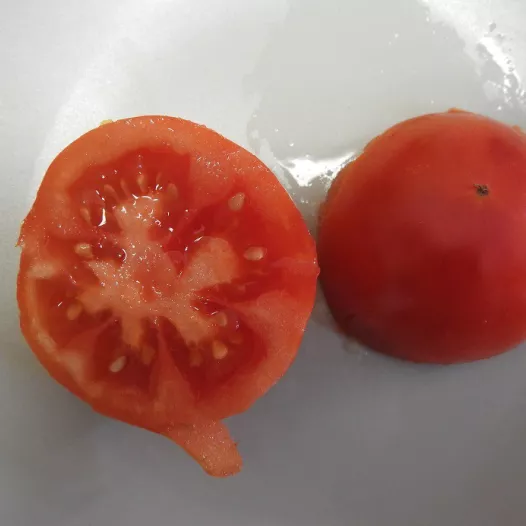 Tomate Reine des hatives | Semences bio et reproductibles