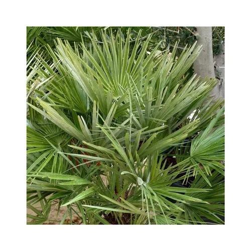 Palmier nain Chamaerops Humilis vert. Le pot de 24 litres