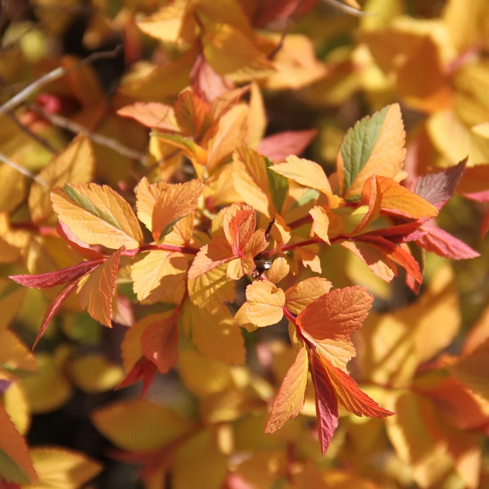 Spirée du Japon Firelight Spiraea japonica Firelight