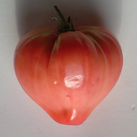 Tomate Coeur de Boeuf Rose | Semences bio et reproductibles