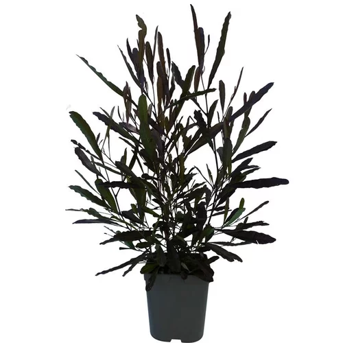 Dodonea Viscosa vert en pot de 3 L