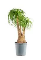 Beaucarnea coupe Ø25xH60/80 cm