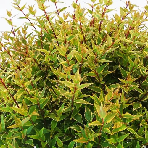 Abelia Magic Daydream. Le pot de 10 litres