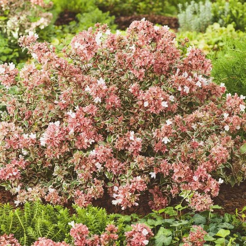 Abélia Grandiflora Magic Daydream. Le pot de 2 litres
