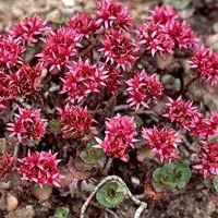 Sedum Spurium - Le pot de 10,5 cm