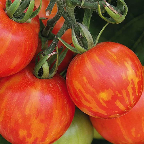 Tomate Ronde Tigrella Bicolore Bio. Le pot de 9x9 cm