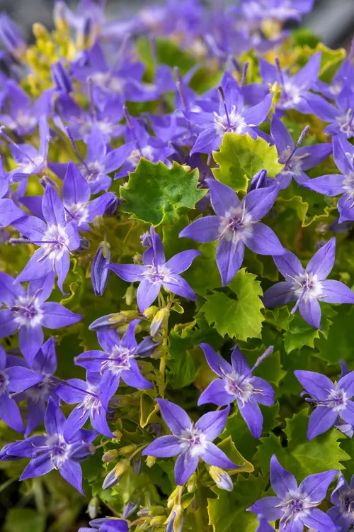 Campanule ‘Dickson’s Gold’ - Le pot de 2 litres