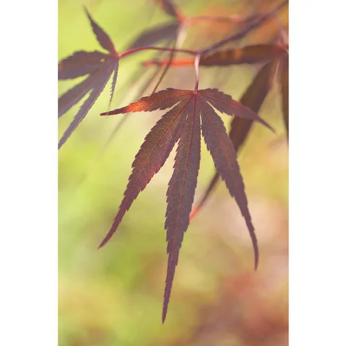 Erable du Japon (ACER PALMATUM ATROLINEARE ) Le pot de 3 litres