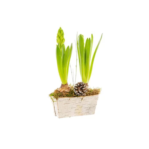 Jacinthe X2 Mini Jardiniere Bouleau