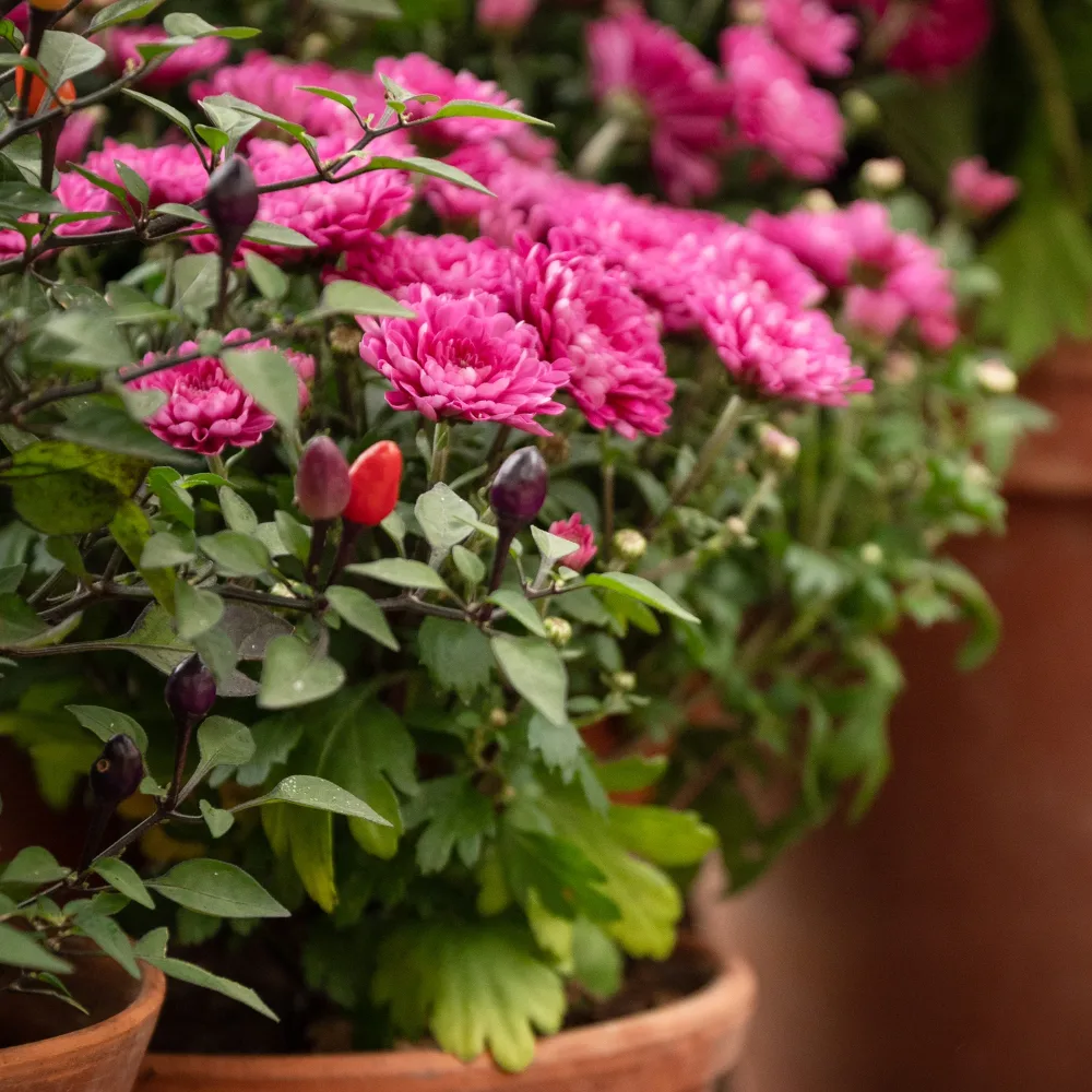 Chrysanthème fuchsia Chrysanthemum indicum