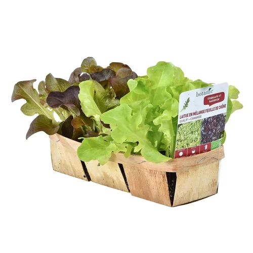 Chicoree Frisee Myrna Bio. La barquette de 12 plants