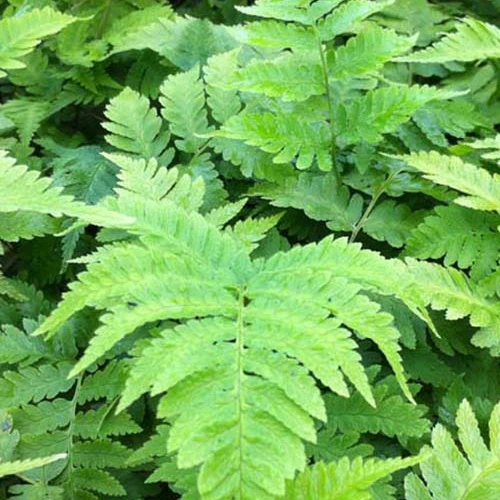 Fougère mâle goldiana Dryopteris goldiana