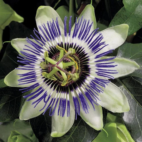 PASSIFLORE CAERULEA. Le pot de 6 litres